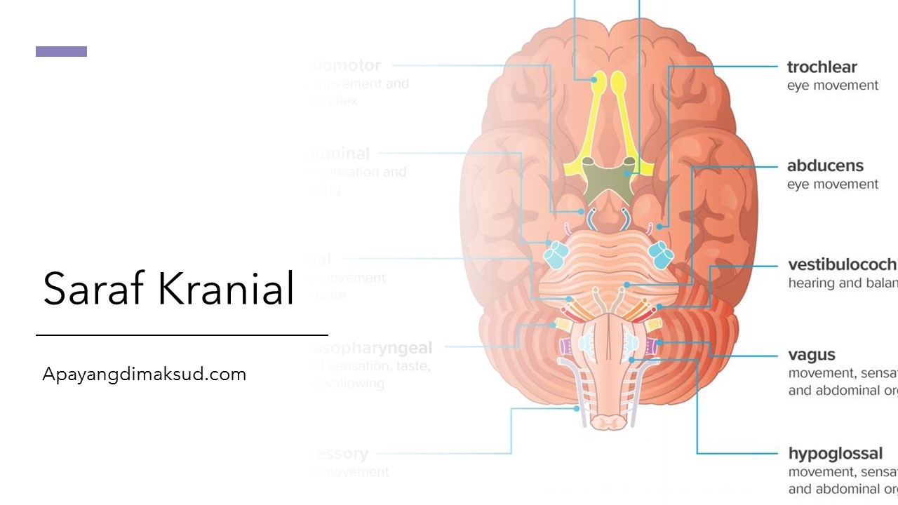 Detail Gambar Saraf Kranial Nomer 13