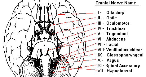 Detail Gambar Saraf Kranial Nomer 14