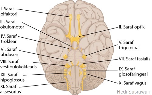 Detail Gambar Saraf Kranial Nomer 17