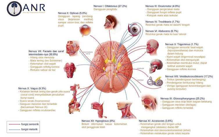 Detail Gambar Saraf Kranial Nomer 19