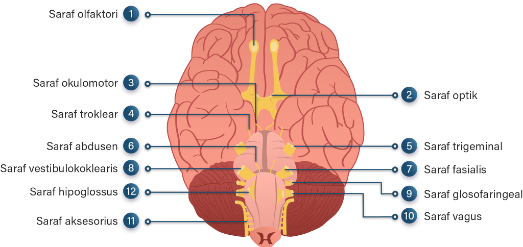 Detail Gambar Saraf Kranial Nomer 20