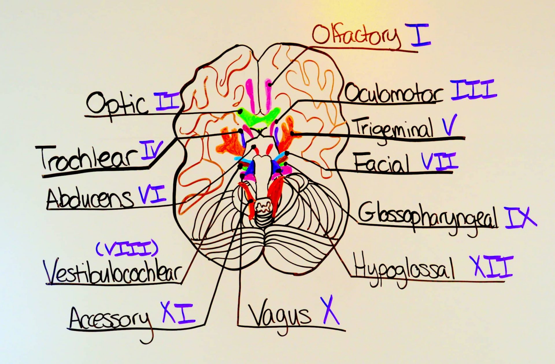 Detail Gambar Saraf Kranial Nomer 3