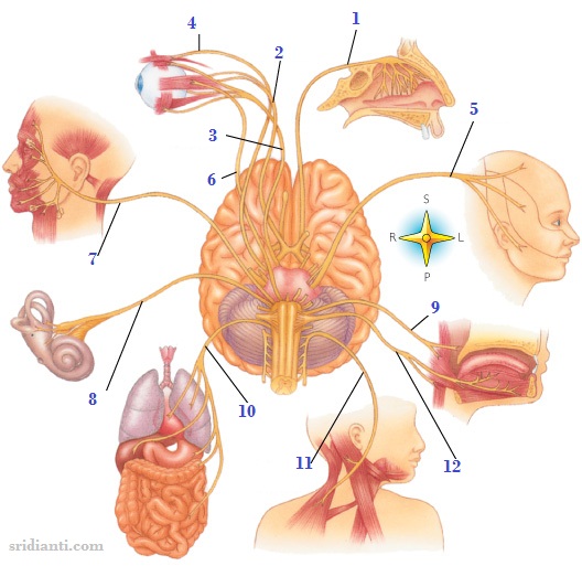 Detail Gambar Saraf Kranial Nomer 21