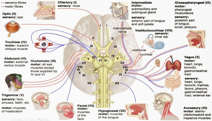 Detail Gambar Saraf Kranial Nomer 22