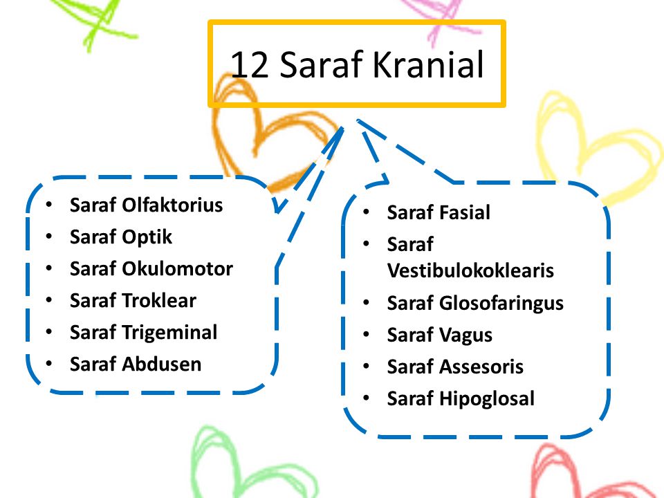 Detail Gambar Saraf Kranial Nomer 39