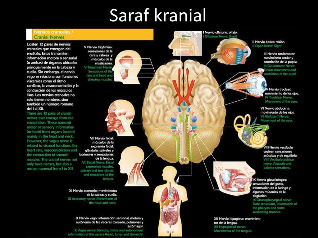 Detail Gambar Saraf Kranial Nomer 42