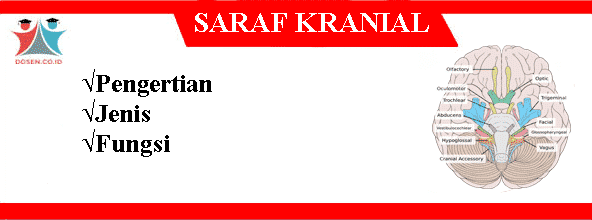 Detail Gambar Saraf Kranial Nomer 43