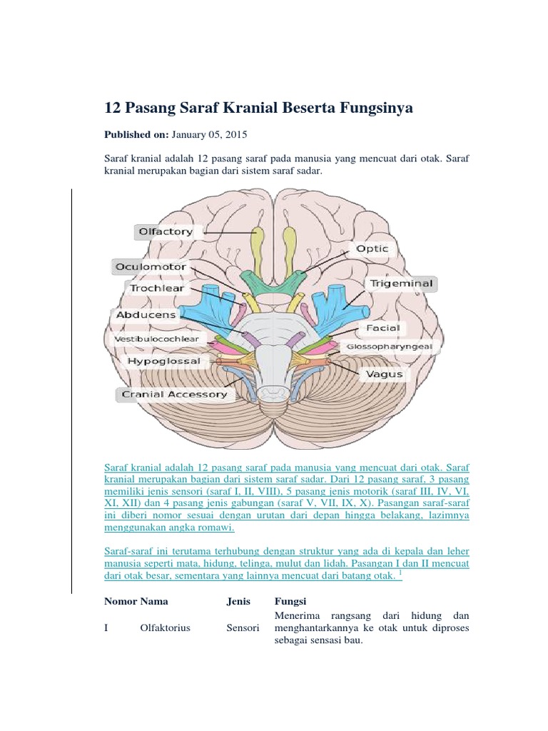 Detail Gambar Saraf Kranial Nomer 45