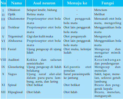 Detail Gambar Saraf Kranial Nomer 47