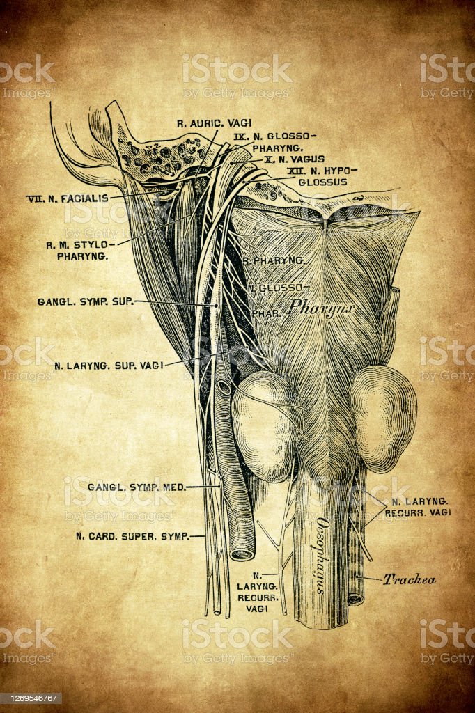 Detail Gambar Saraf Kranial Nomer 48