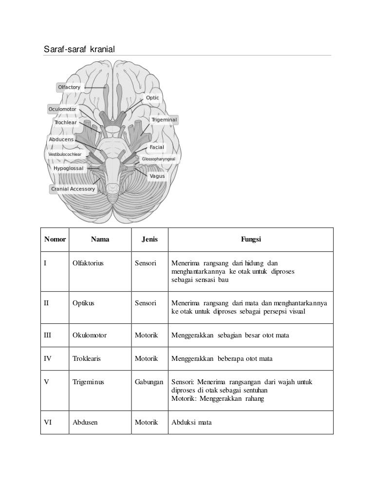 Detail Gambar Saraf Kranial Nomer 7