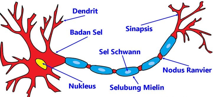 Detail Gambar Saraf Sensorik Nomer 2