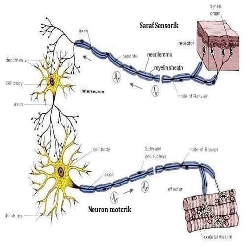 Detail Gambar Saraf Sensorik Nomer 10