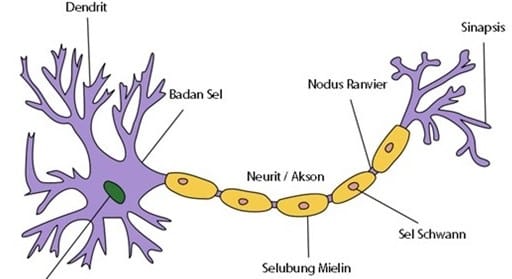 Detail Gambar Saraf Sensorik Nomer 11