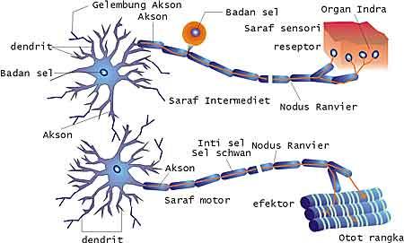 Detail Gambar Saraf Sensorik Nomer 12