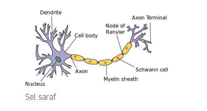 Detail Gambar Saraf Sensorik Nomer 17