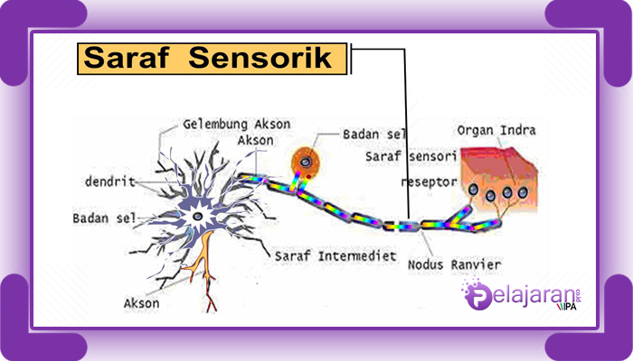 Detail Gambar Saraf Sensorik Nomer 3