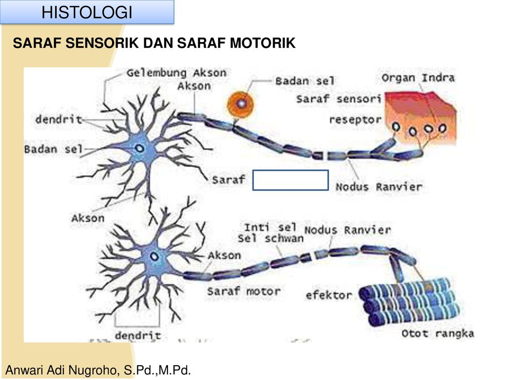 Detail Gambar Saraf Sensorik Nomer 18