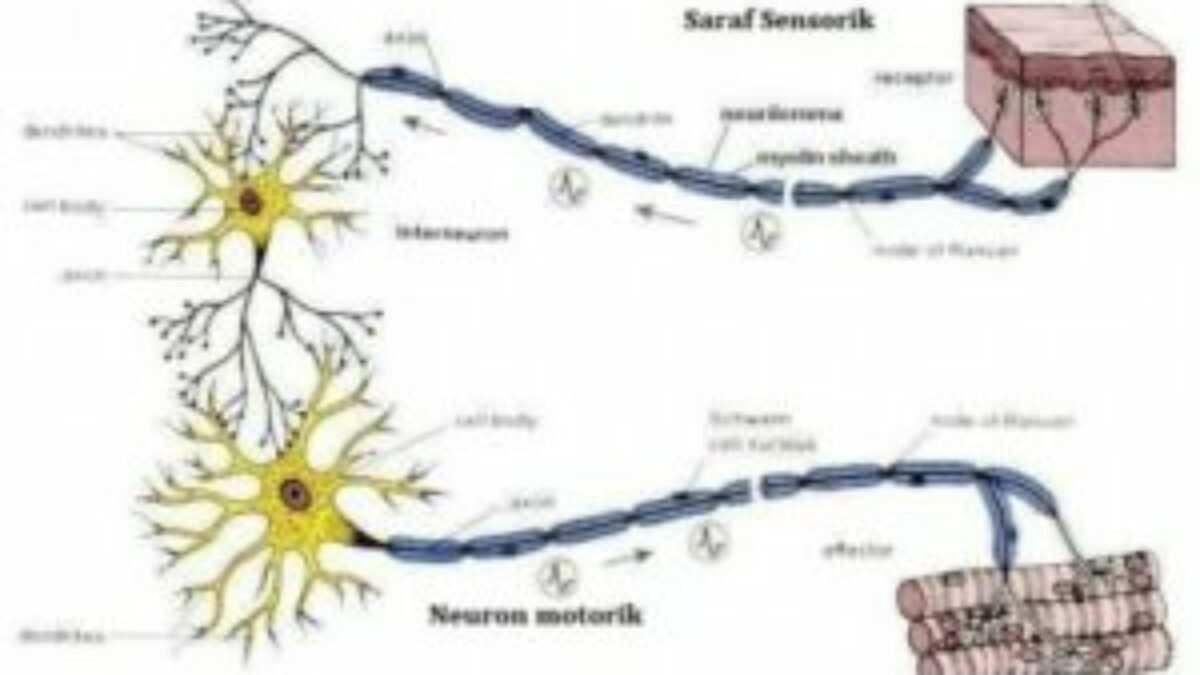 Detail Gambar Saraf Sensorik Nomer 20