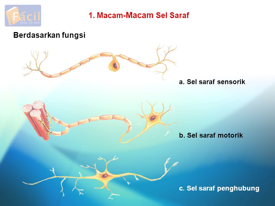 Detail Gambar Saraf Sensorik Nomer 22