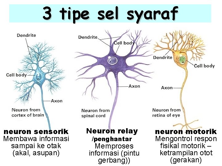 Detail Gambar Saraf Sensorik Nomer 23