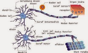 Detail Gambar Saraf Sensorik Nomer 26