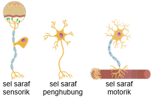 Detail Gambar Saraf Sensorik Nomer 4