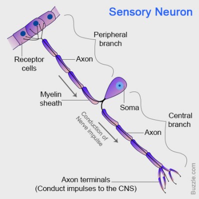 Detail Gambar Saraf Sensorik Nomer 34