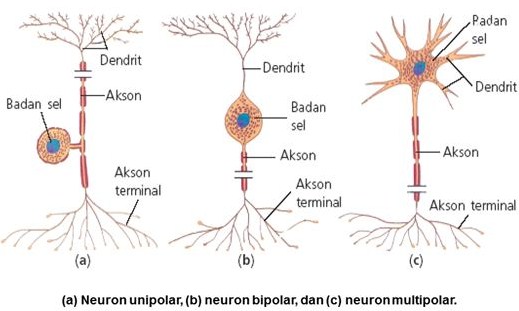 Detail Gambar Saraf Sensorik Nomer 35