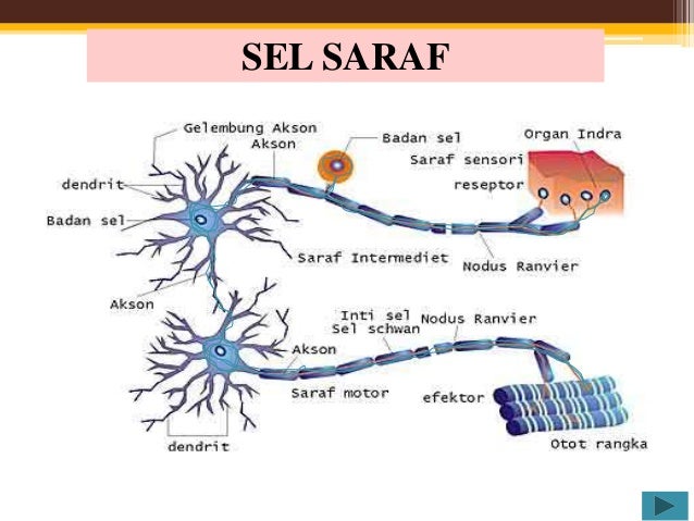 Detail Gambar Saraf Sensorik Nomer 36