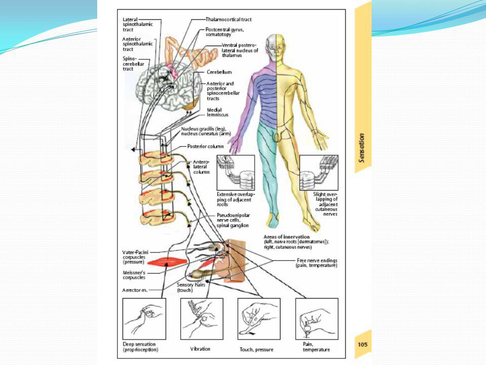 Detail Gambar Saraf Sensorik Nomer 37