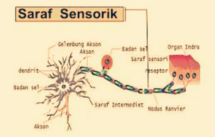 Detail Gambar Saraf Sensorik Nomer 38