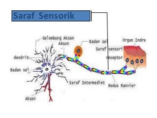 Detail Gambar Saraf Sensorik Nomer 5