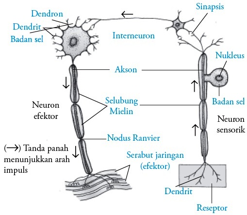 Detail Gambar Saraf Sensorik Nomer 45