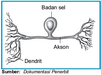 Detail Gambar Saraf Sensorik Nomer 7