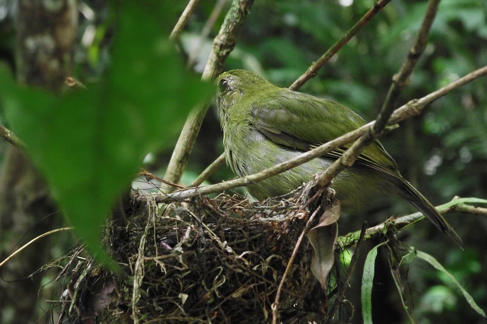 Detail Gambar Sarang Burung Nomer 48