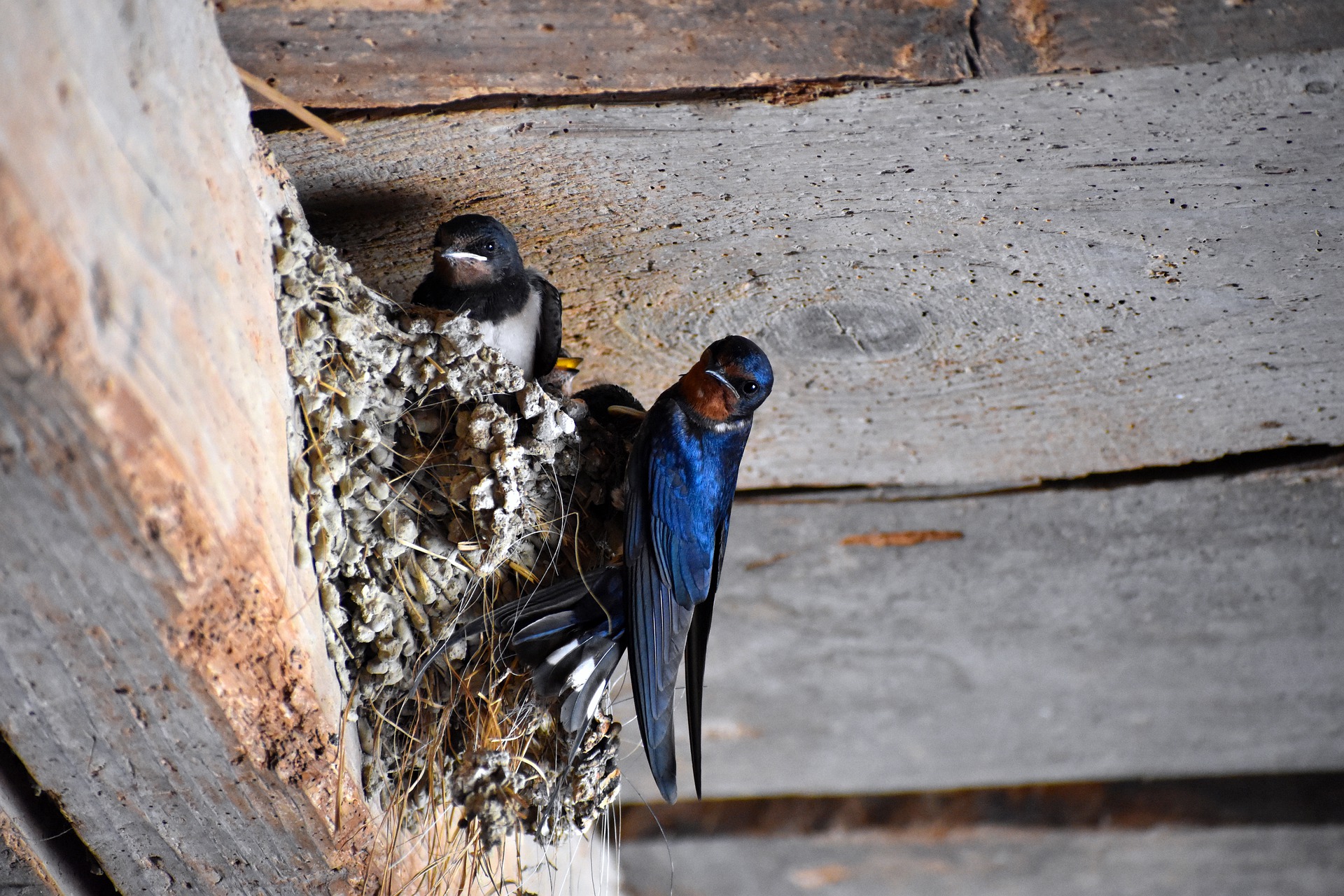 Detail Gambar Sarang Burung Walet Nomer 26