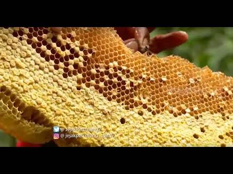 Detail Gambar Sarang Lebah Nomer 16