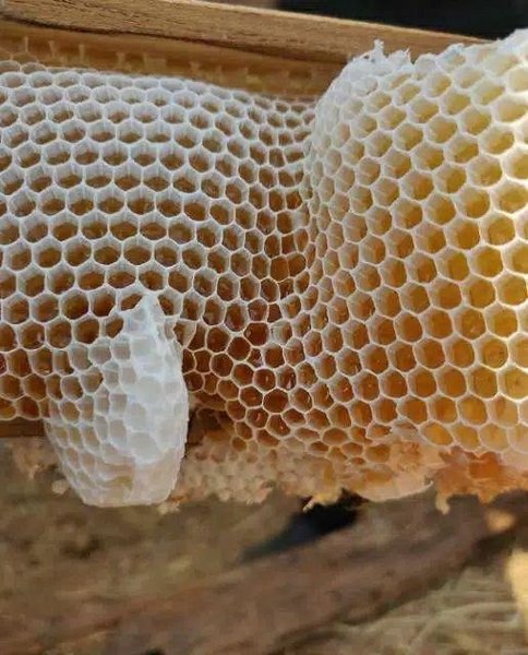 Detail Gambar Sarang Lebah Nomer 25