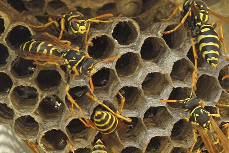 Detail Gambar Sarang Lebah Nomer 26