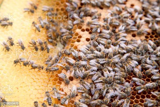 Detail Gambar Sarang Lebah Nomer 28