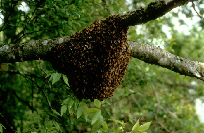 Gambar Sarang Lebah Madu - KibrisPDR