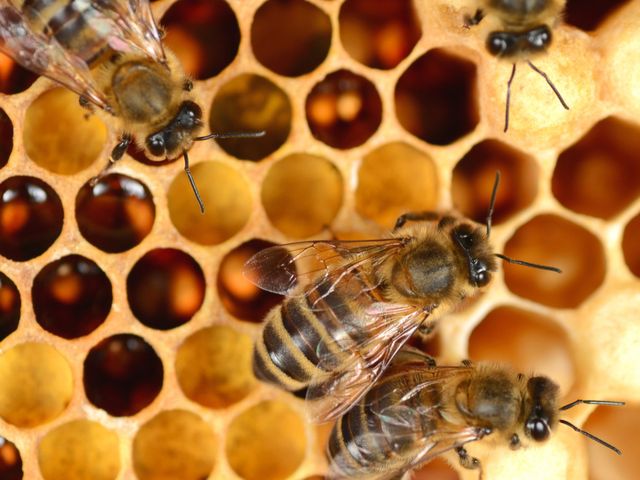 Detail Gambar Sarang Lebah Madu Nomer 27