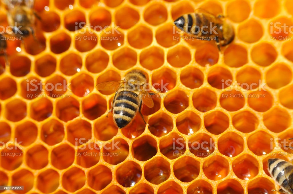 Detail Gambar Sarang Lebah Madu Nomer 31