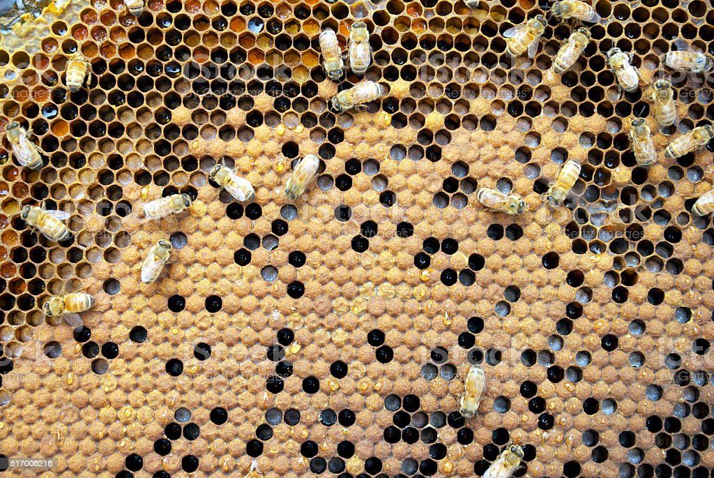 Detail Gambar Sarang Lebah Madu Nomer 45
