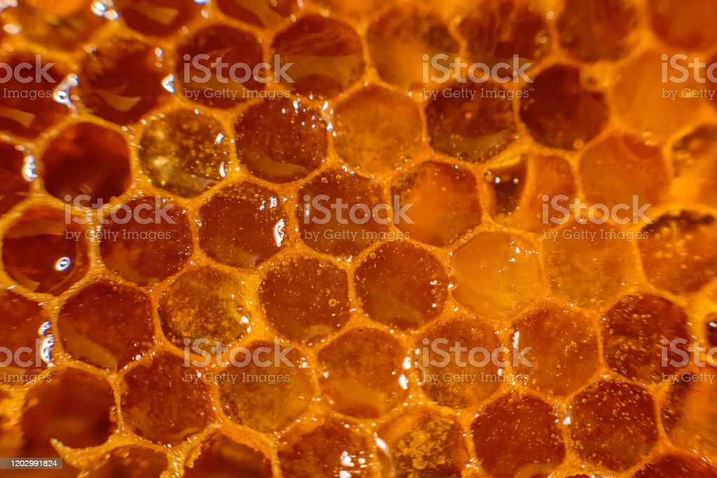 Detail Gambar Sarang Lebah Madu Nomer 46