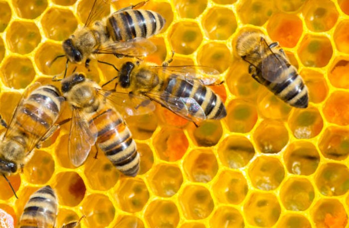 Detail Gambar Sarang Lebah Madu Nomer 9