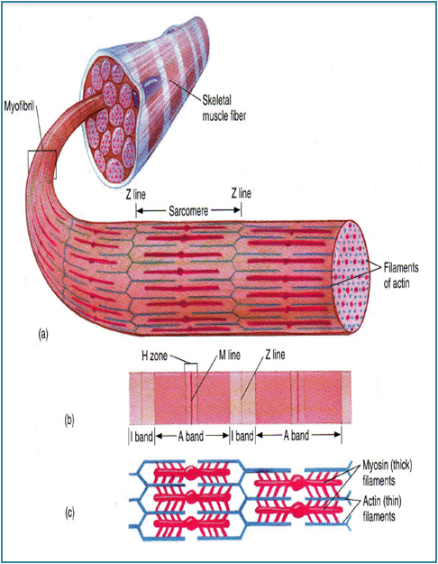 Detail Gambar Sarkomer Pada Otot Nomer 15