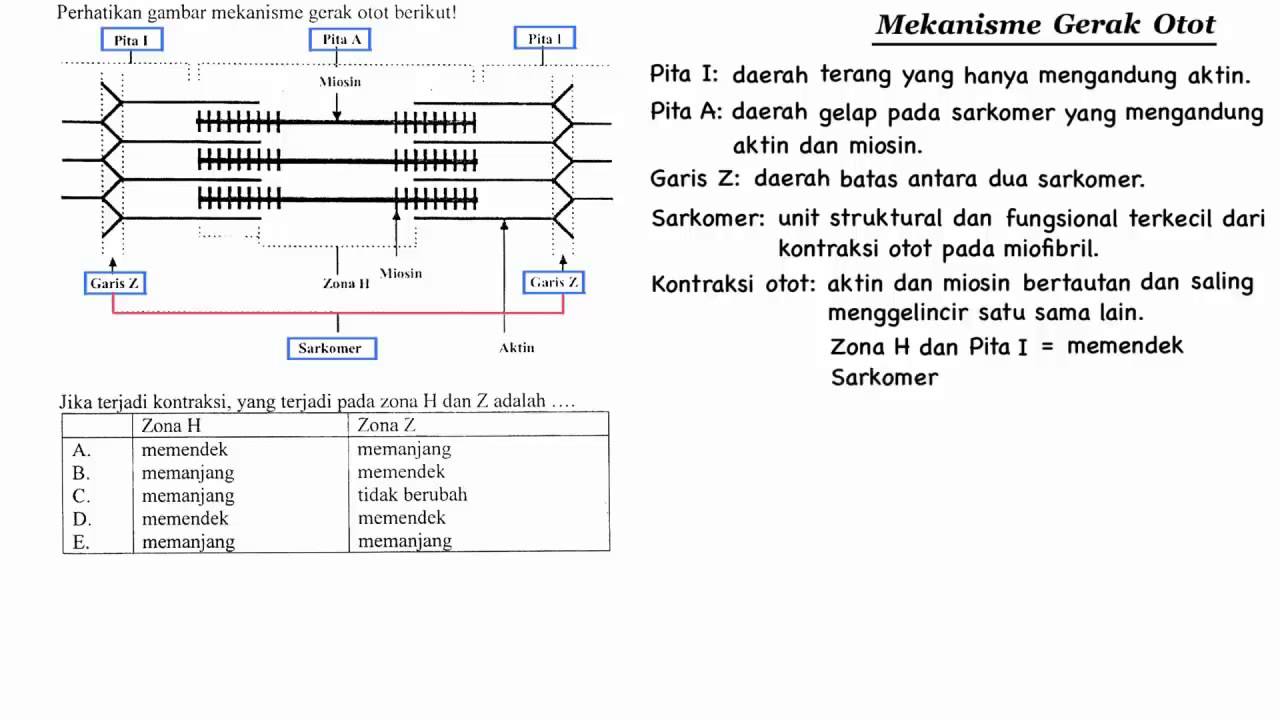 Detail Gambar Sarkomer Pada Otot Nomer 16