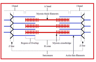 Detail Gambar Sarkomer Pada Otot Nomer 3
